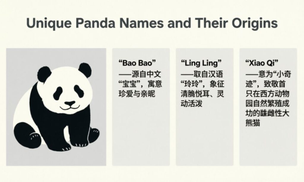 Unique Panda Names and Their Origins