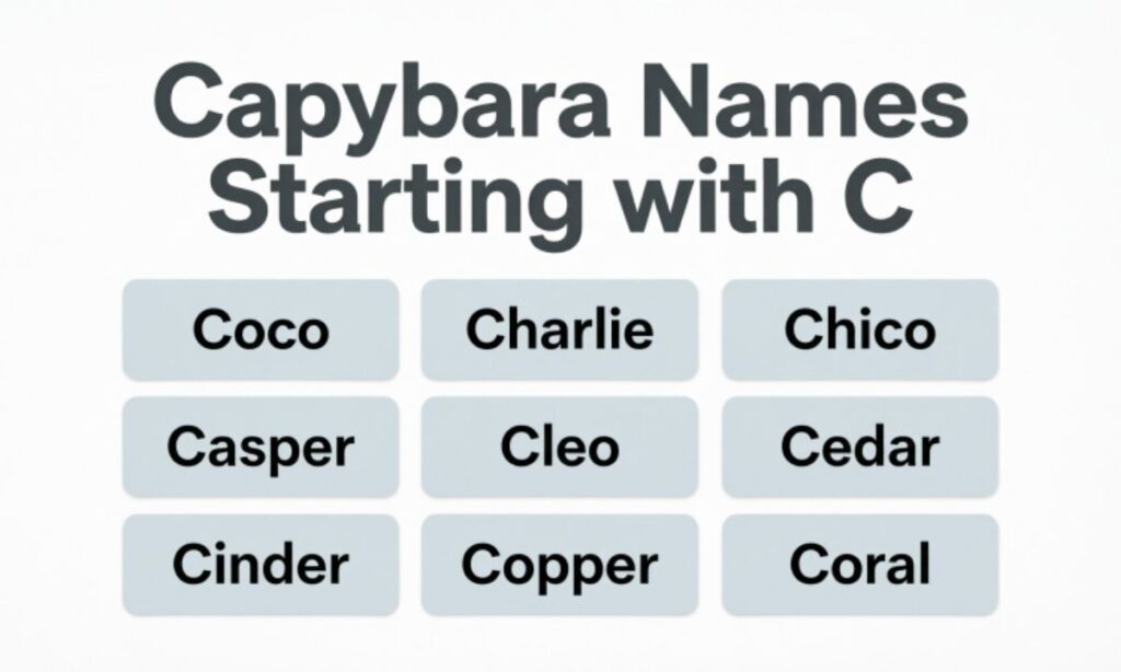 Capybara Names Starting with C